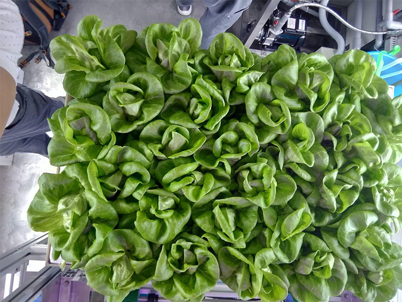 Harvesting fully grown lettuces at Delta Singapore’s container smart farm
