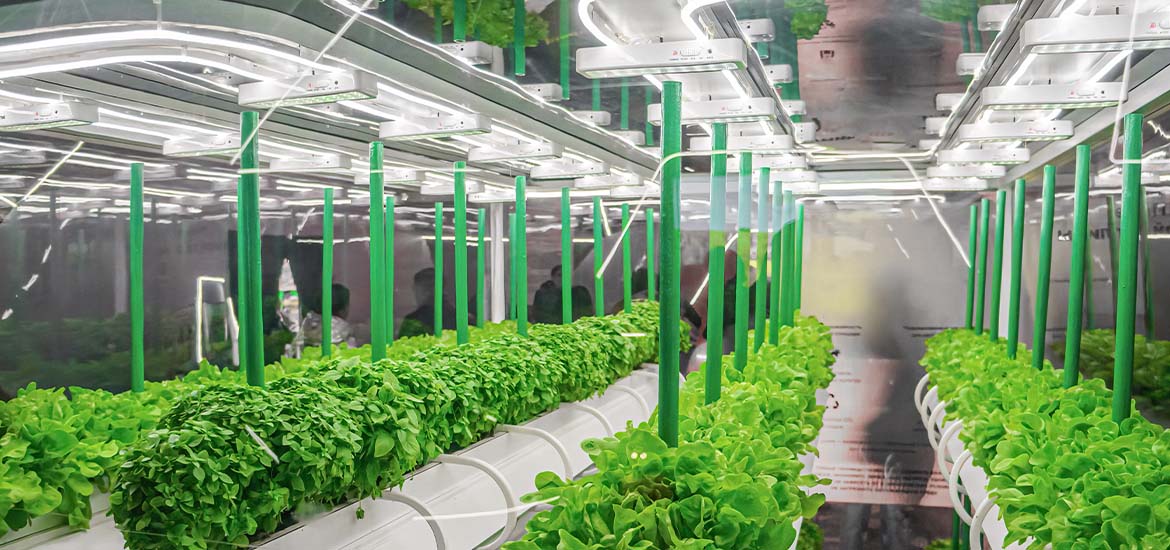 Dutch firm’s vertical mega farm to produce up to 500 tonnes of leafy greens in Singapore masthead image