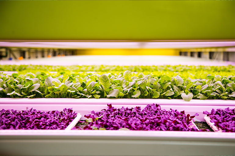 Vegetables being grown in &ever's indoor vertical farm (Photo credit: &ever) 