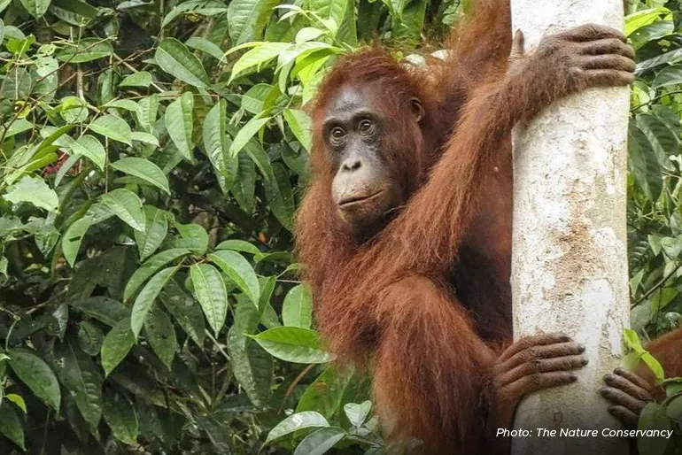 The Nature Conservancy also works with local partners in East Kalimantan to protect forests and wildlife such as the orangutan.
