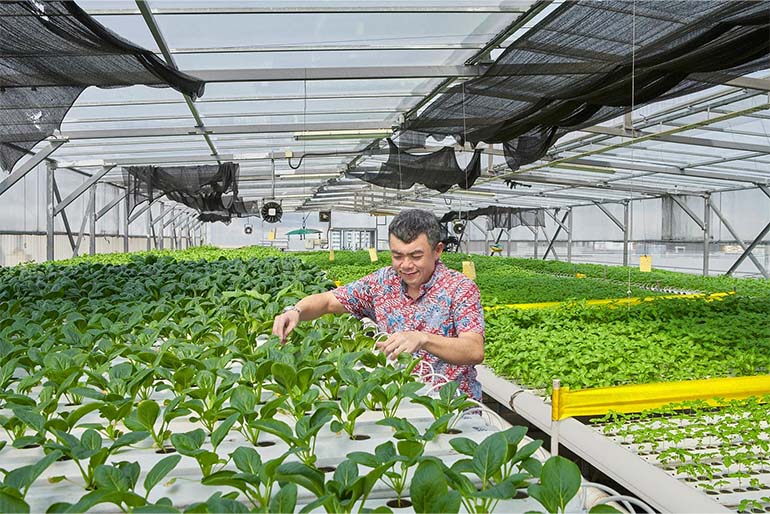 For more than a decade, Mr Allan Lim has encouraged many Singaporeans to take up urban farming. Image courtesy of SPH Media.