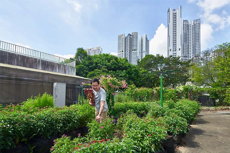 Mr Low learnt from the community that certain flowers, vegetables and fruits grow better in Singapore's climate. Image courtesy of SPH Media.