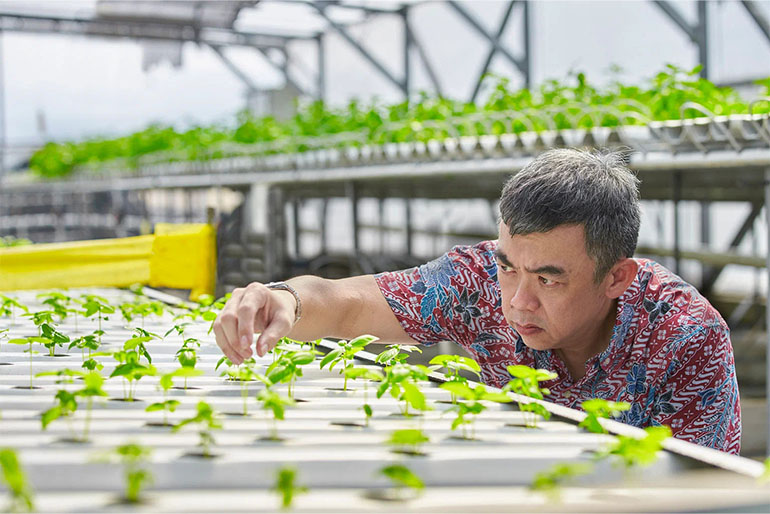 Profit and even food security was far from Mr Allan Lim's mind when he first pushed for urban farming in 2011; he merely wanted to build community spirit. Image courtesy of SPH Media.