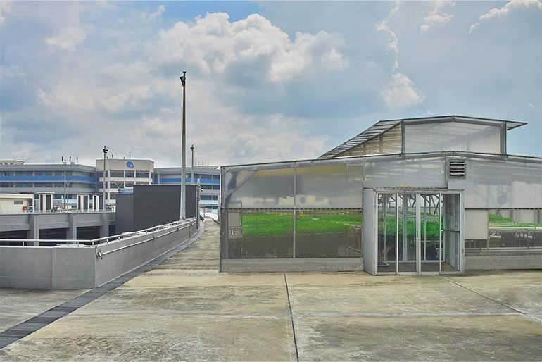 Comcrop's 3,500-sq m rooftop farm sits atop an industrial building in Woodlands. Image courtesy of SPH Media.
