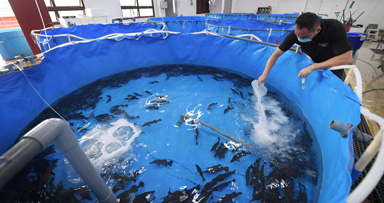 new-research-programme-hatchery-tech-centre-to-solve-problems-of-singapore-aquaculture-sector