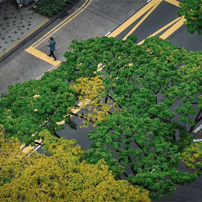 Top view of a city street lined with lush green and yellow flowering trees.