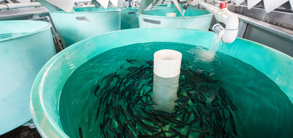 Revamping aquaculture farming with innovation and technology masthead image