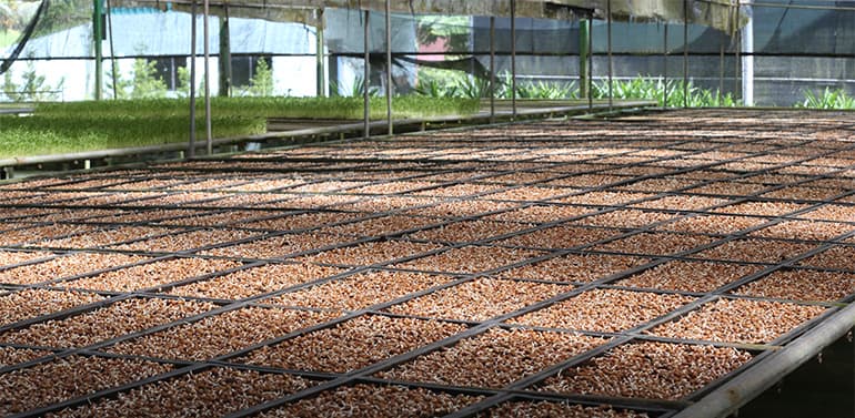 Seeds of Maple Pea Sprouts being germinated at Kin Yan Agrotech on Nov 9, 2021. Image courtesy of SPH Media.