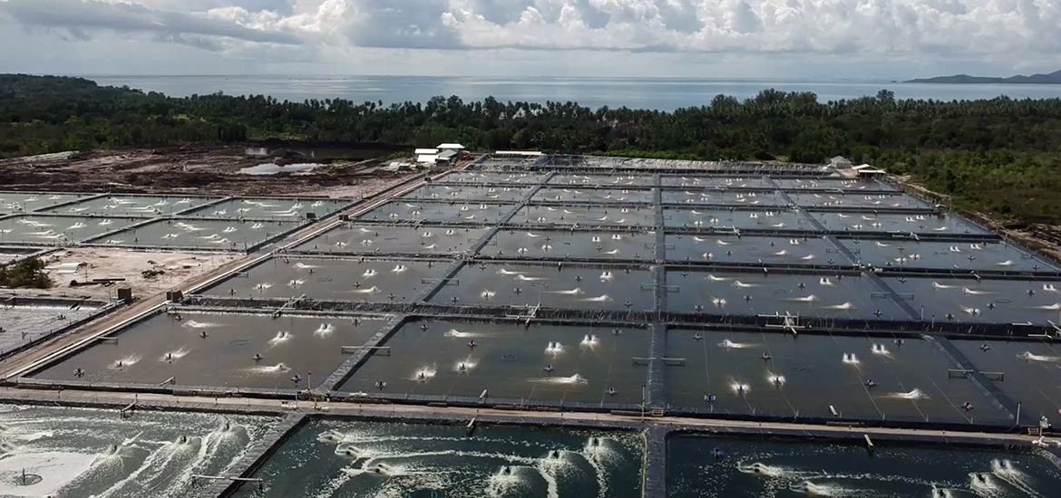 Yield, profit, and sustainability: How Bosch’s AquaEasy infuses science into traditional shrimp farming masthead image