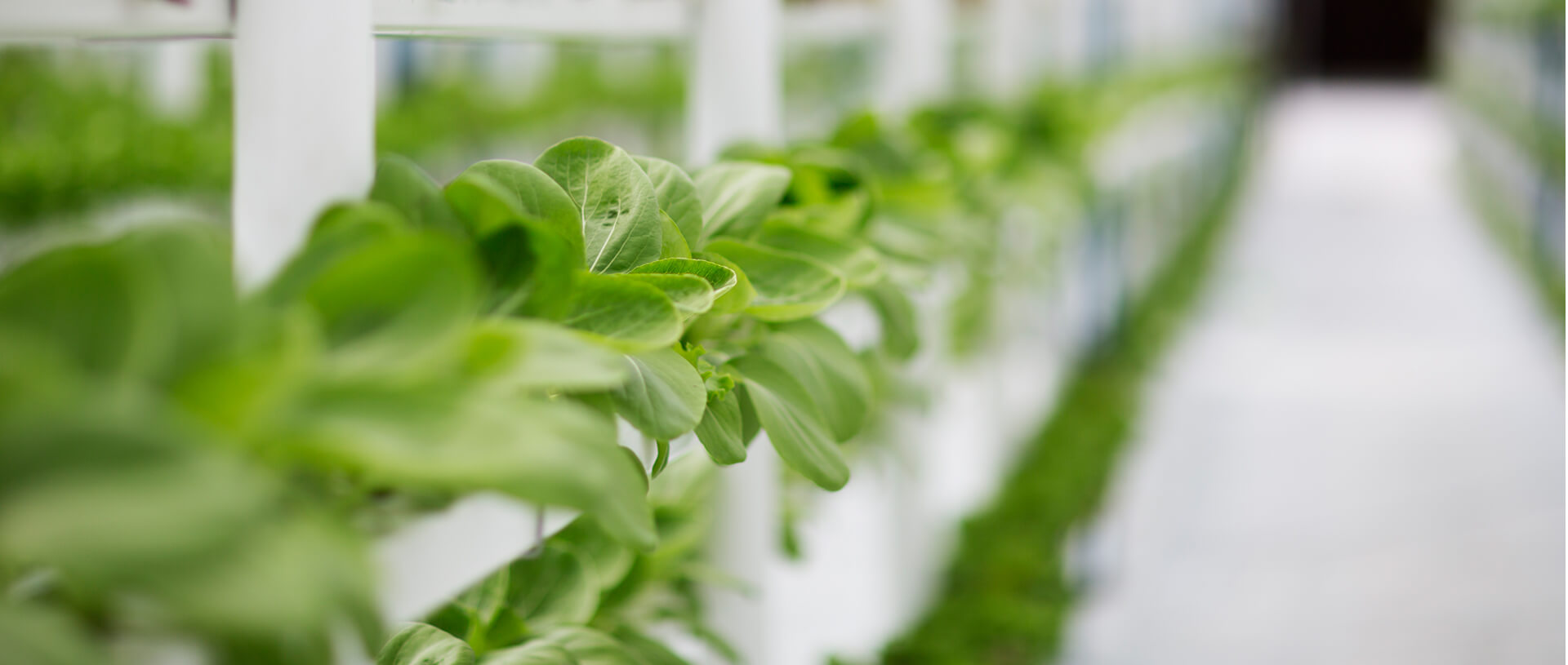 New smart urban farm takes root