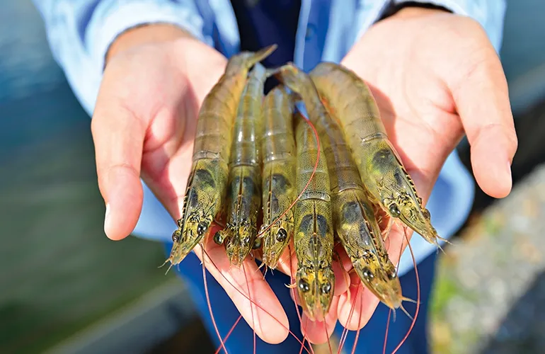 prawns on hand